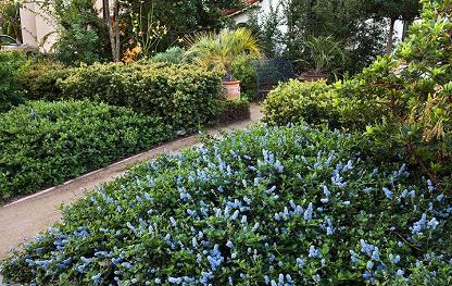Blue California native plants in front yard along walkway