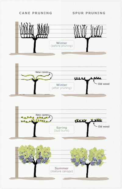 Spur and Cane Pruning Diagram for Grapes