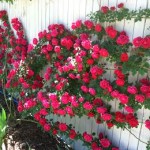 Pink Climbing roses growing along white fence