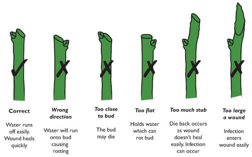 Rose Stem Pruning Chart to do and not to do